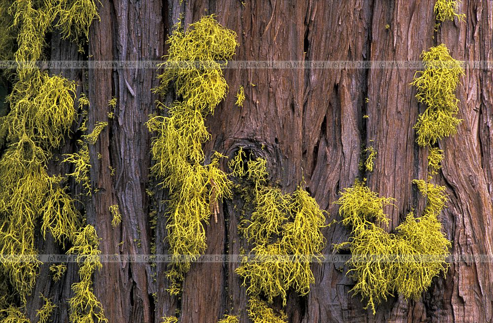 Letharia sp yellow lichen California