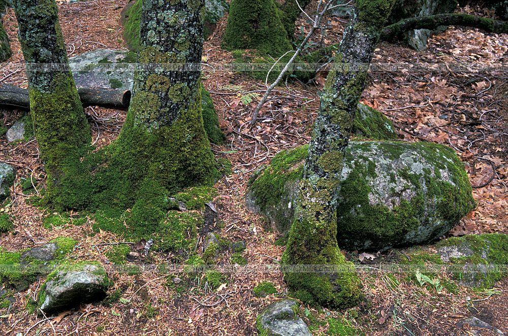 moss on tree trunks Yosemite California