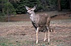 mule deer Yosemite California