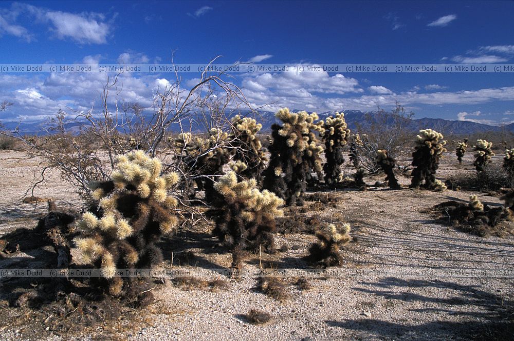 Opuntia bigelovii cholla cactus California
