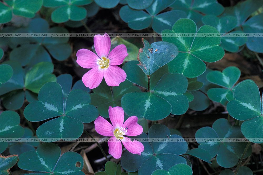 Oxalis oregana in coastal redwood forest California