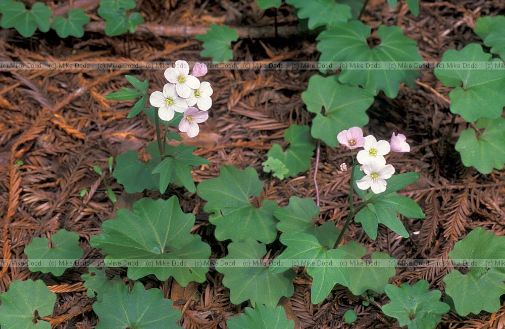 plant in coastal redwood national park California