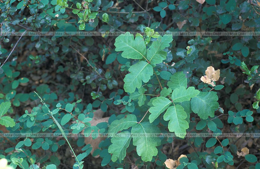 poison oak Santa Barbara California