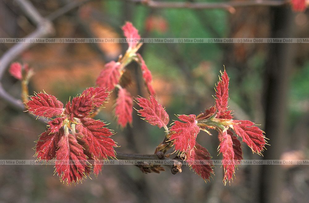 Quercus sp California
