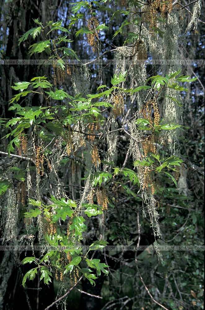 Ramalina menziesii lichen California