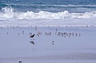 Sanderling and long billed curlew on beach California