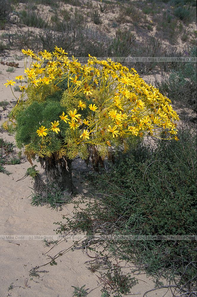 Coreopsis possibly C. gigantea Giant sea dahlia sand dunes Guadeloupe California