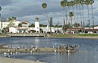 Seabirds and seafront Santa Barbara california