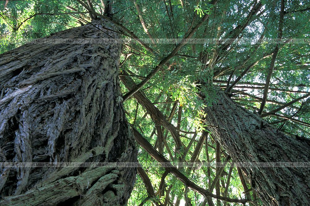 Sequoia sempervirens coastal redwood at coastal redwood national park California