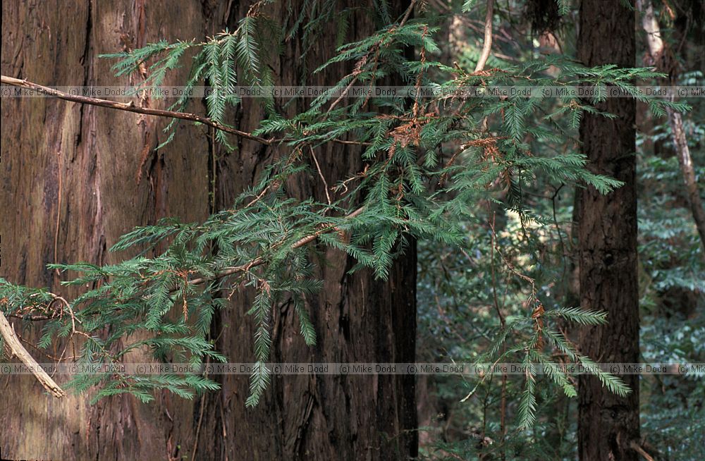 Sequoia sempervirens coastal redwood at coastal redwood national park California