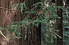 Sequoia sempervirens coastal redwood at coastal redwood national park California