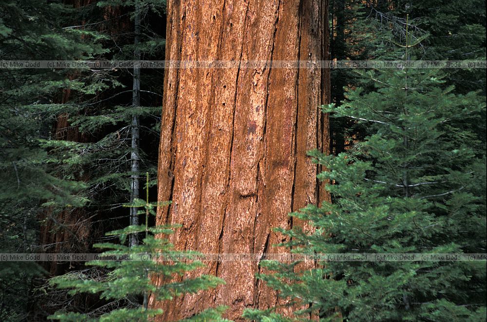 Sequoiadendron giganteum redwood big tree or Wellingtonia near Yosemite California