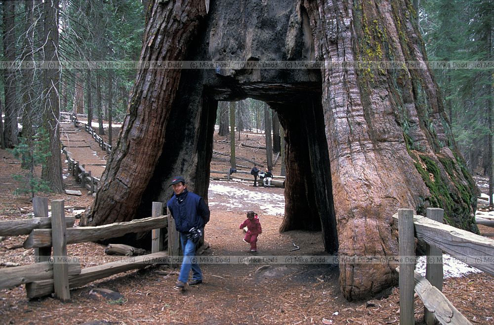 Sequoiadendron giganteum redwood big tree or Wellingtonia near Yosemite California