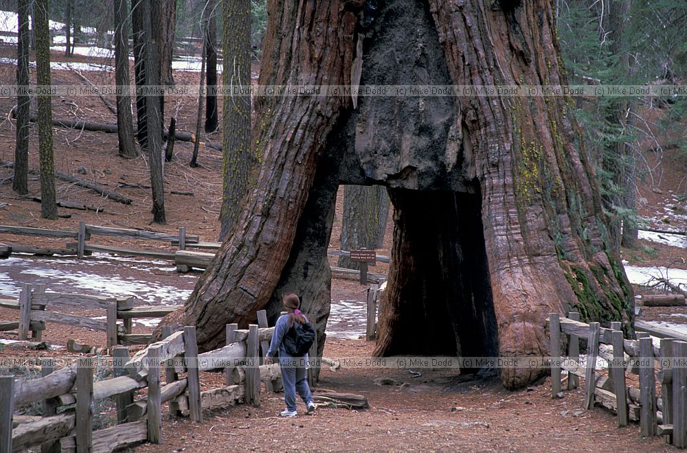 Sequoiadendron giganteum redwood big tree or Wellingtonia near Yosemite California