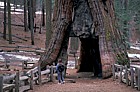 Sequoiadendron giganteum redwood big tree or Wellingtonia near Yosemite California