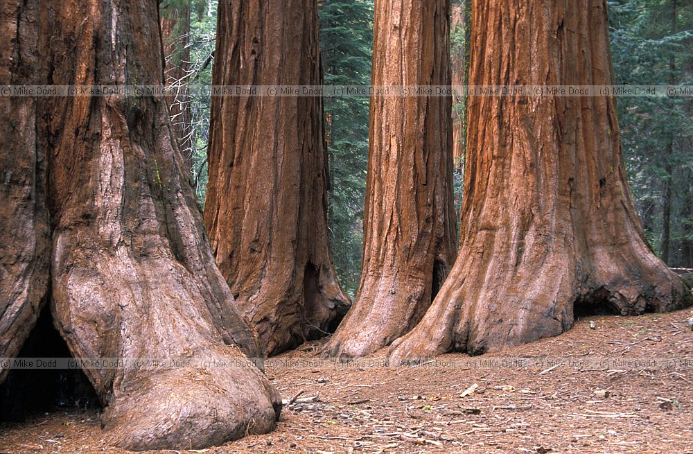 Sequoiadendron giganteum redwood big tree or Wellingtonia near Yosemite California