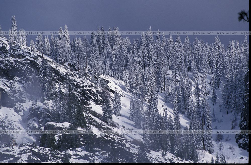snowy conifers Yosemite California
