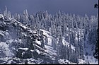 snowy conifers Yosemite California