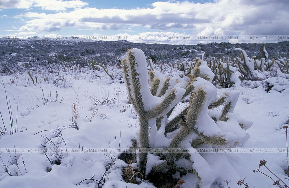 snowy cacti in Anzo Borrego desert California