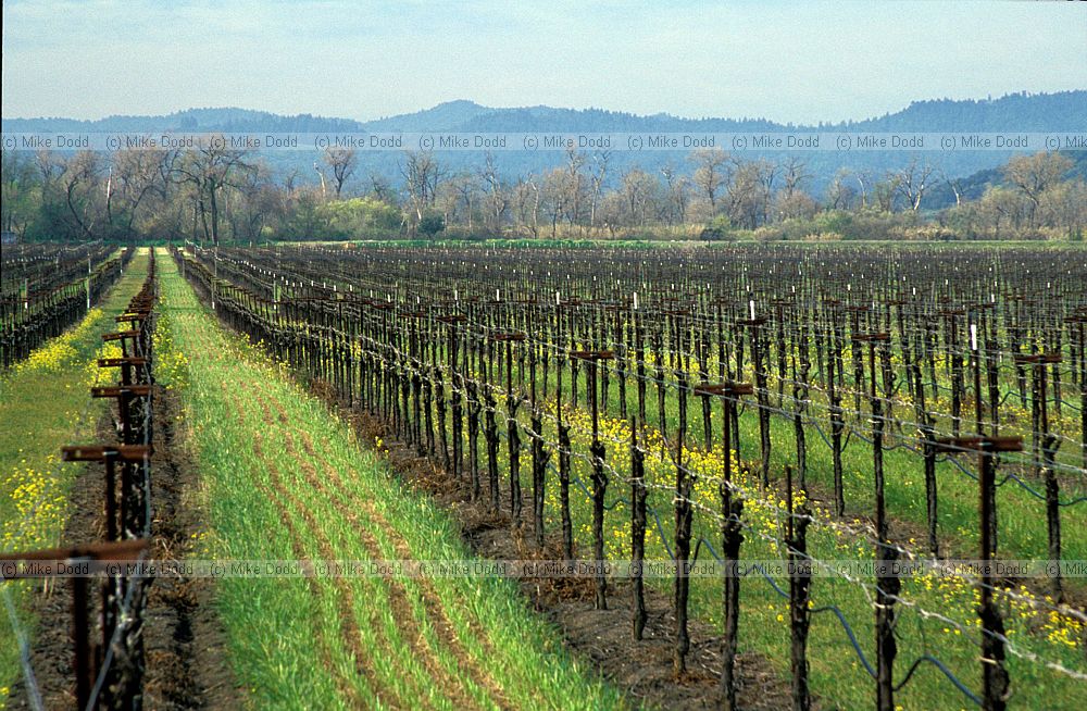 vinyard California