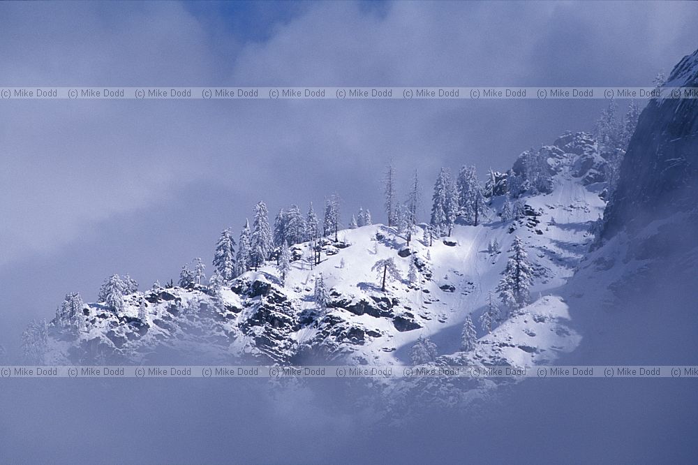 Snowy trees in Yosemite valley California