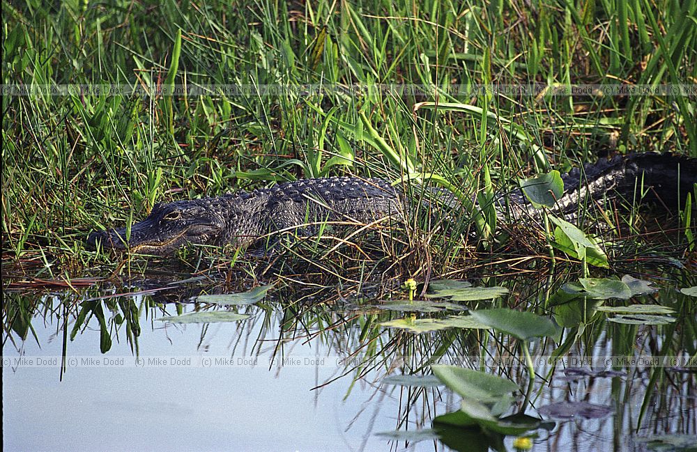 Alligator in Everglades Florida