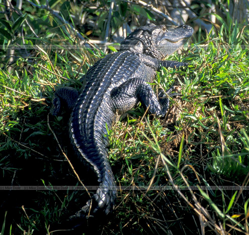 Alligator in Everglades Florida