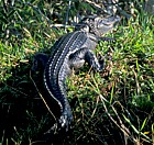 Alligator in Everglades Florida
