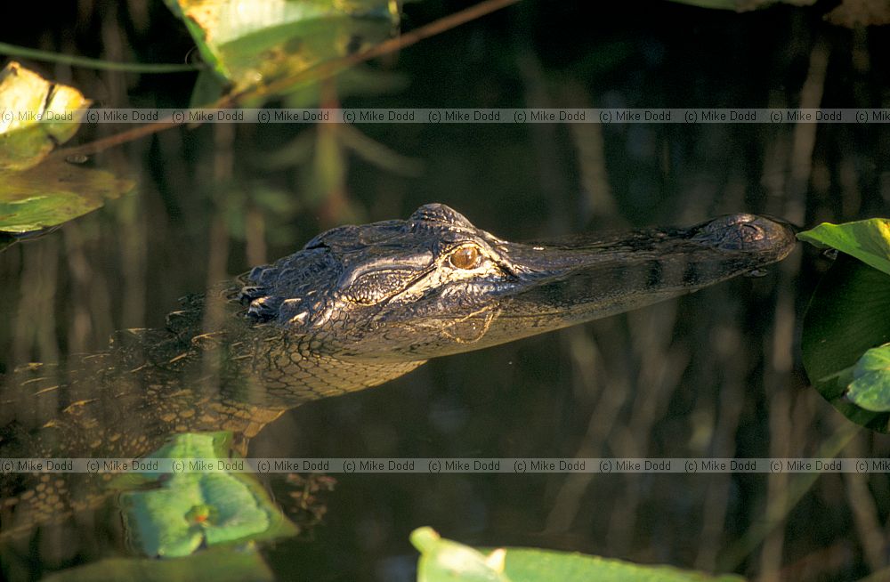 Alligator in Everglades Florida
