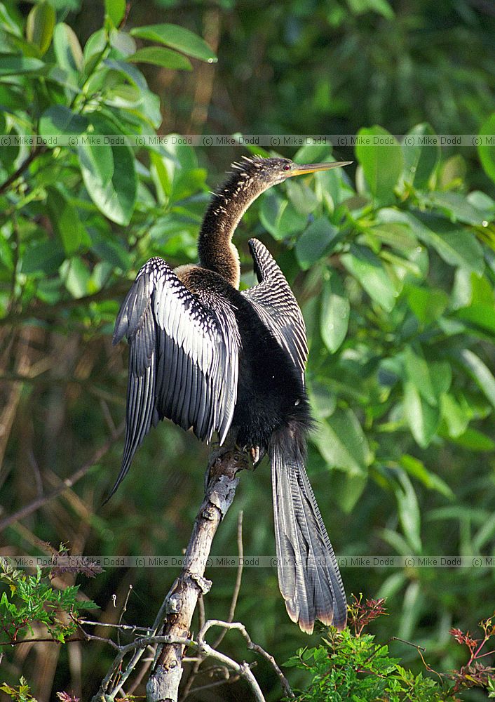 Anhinga in Everglades Florida