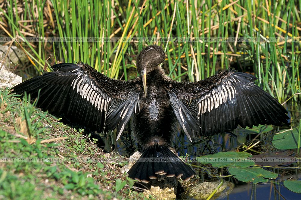 Anhinga in Everglades Florida