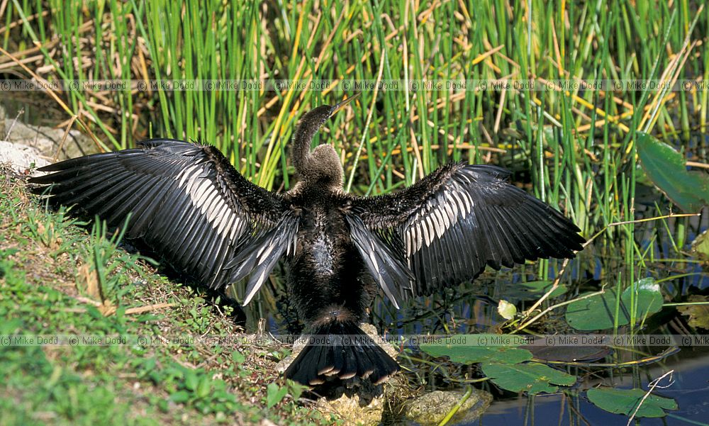 Anhinga in Everglades Florida