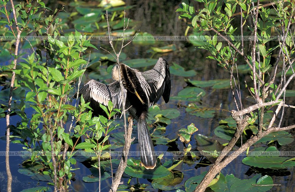 Anhinga in Everglades Florida