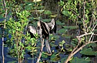 Anhinga in Everglades Florida