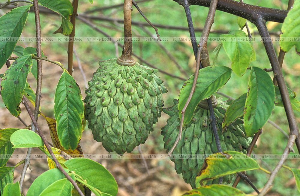 Annona reticulata custard apple Florida