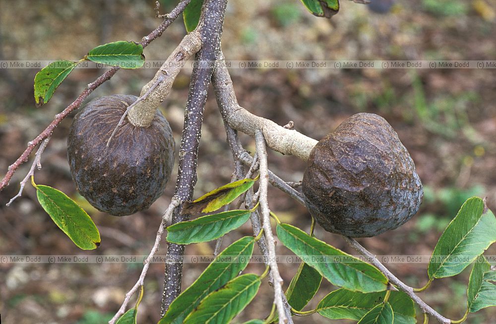 Annona reticulata custard apple Florida