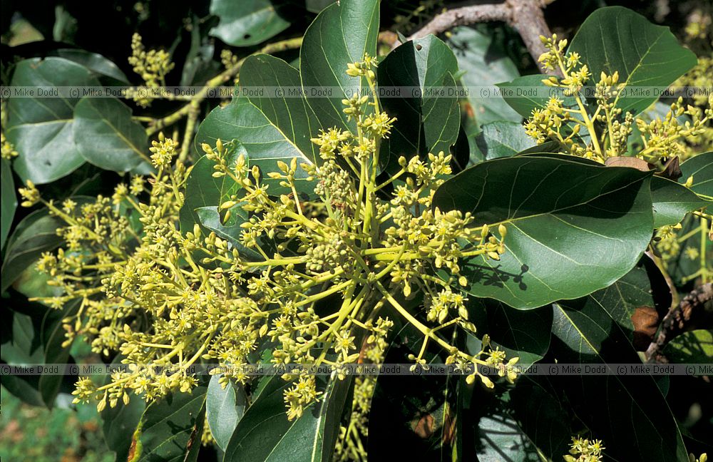 Avacado flowers