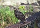 Black vultures in Everglades Florida