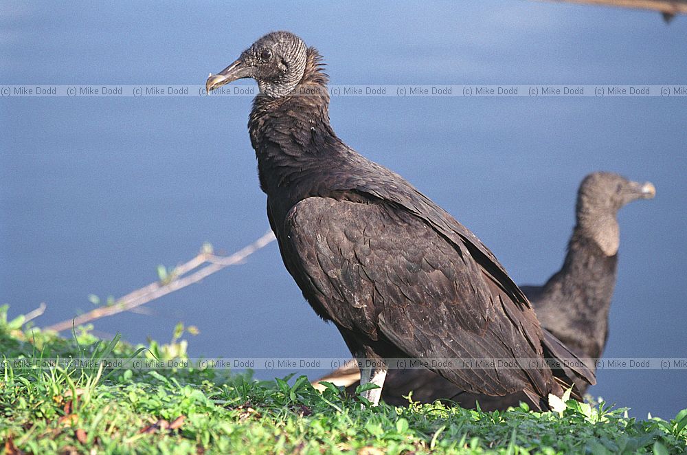 Black vultures in Everglades Florida