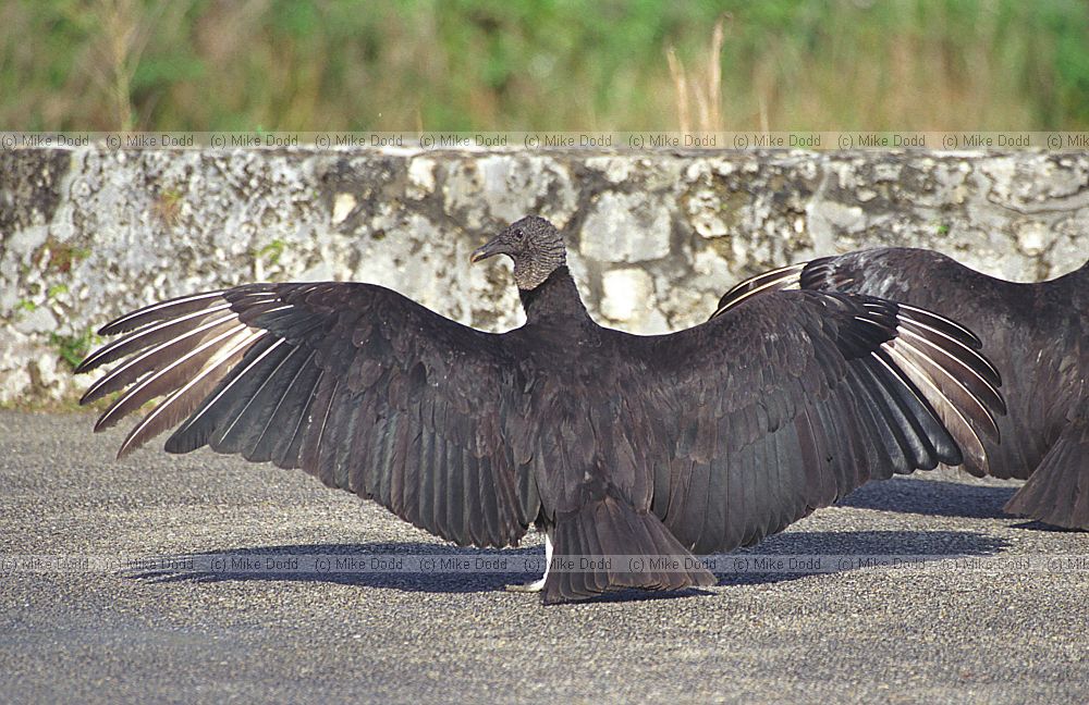 Black vultures in Everglades Florida