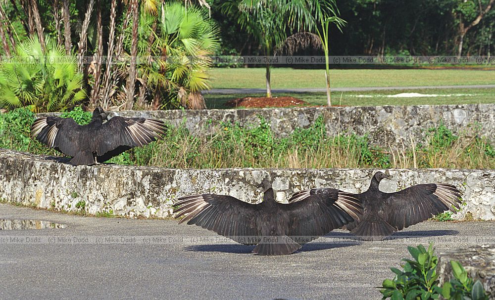 Black vultures in Everglades Florida