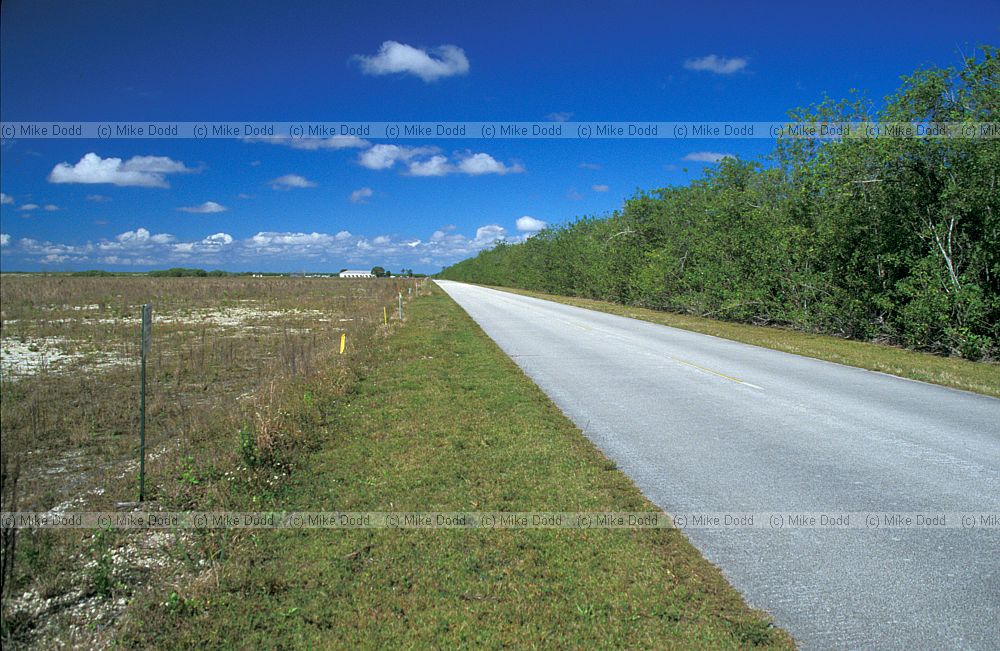 Brazil pepper and cleared area in donut Everglades Florida