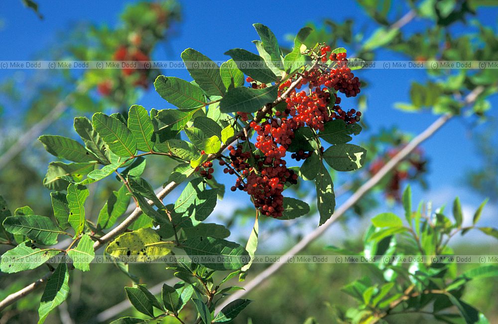 Brazil pepper invading Everglades Florida