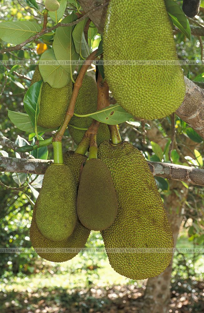 Breadfruit??