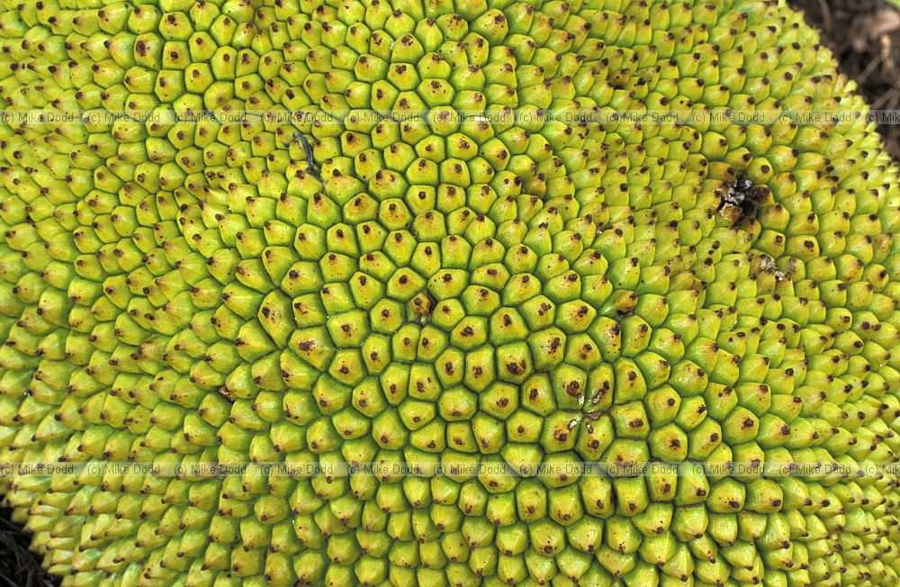 Breadfruit??