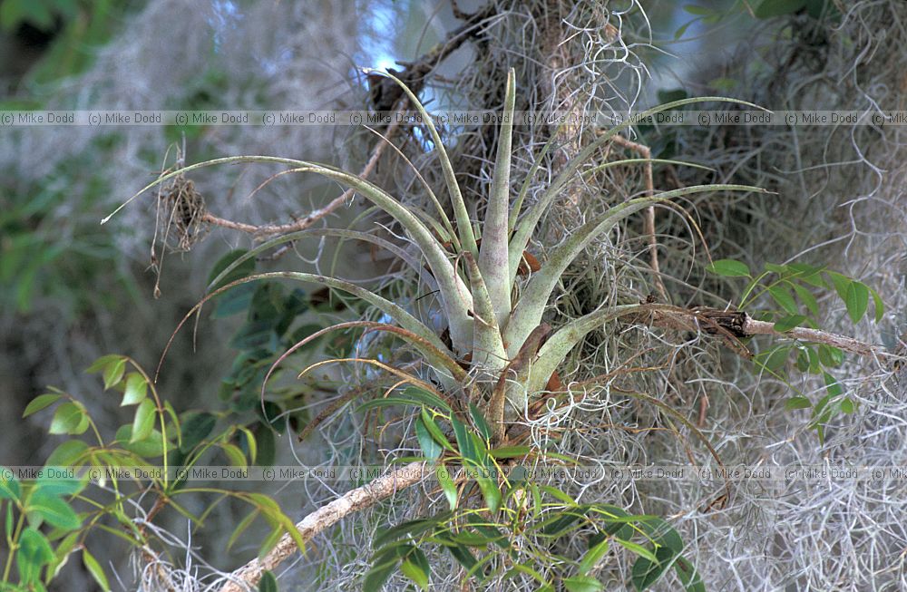 Bromeliad with spanish moss in mahogany tree