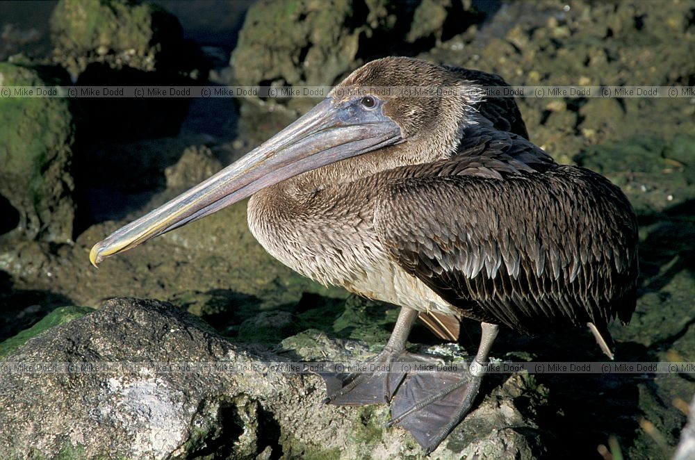 Brown pelican everglades Florida