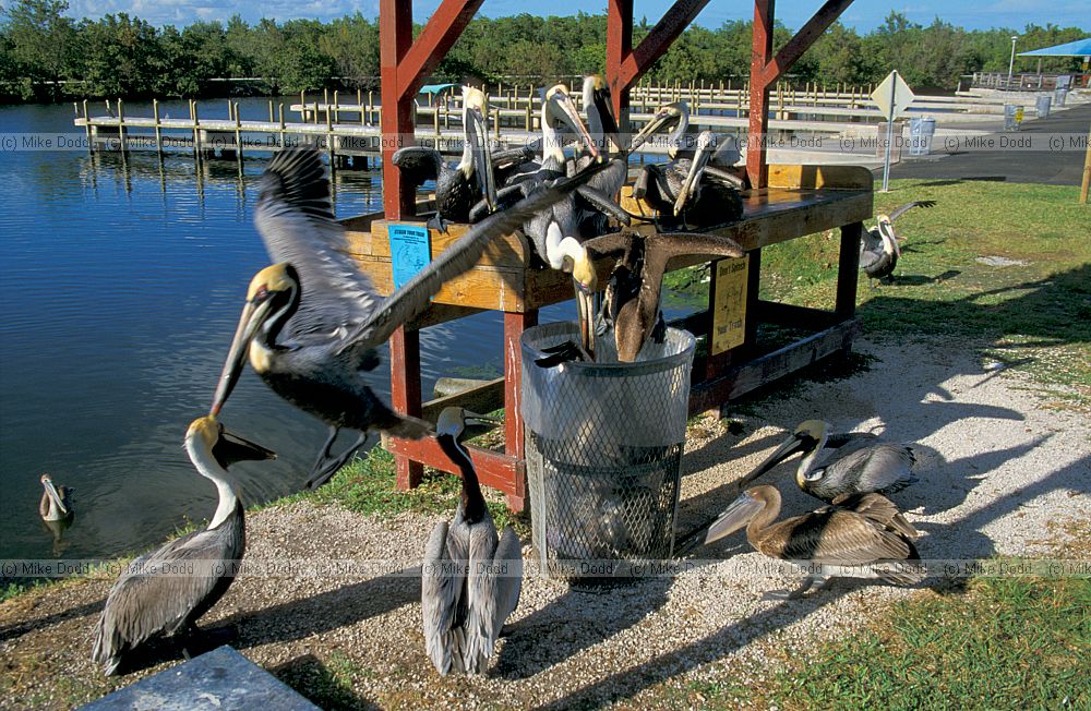 Brown pelican everglades Florida