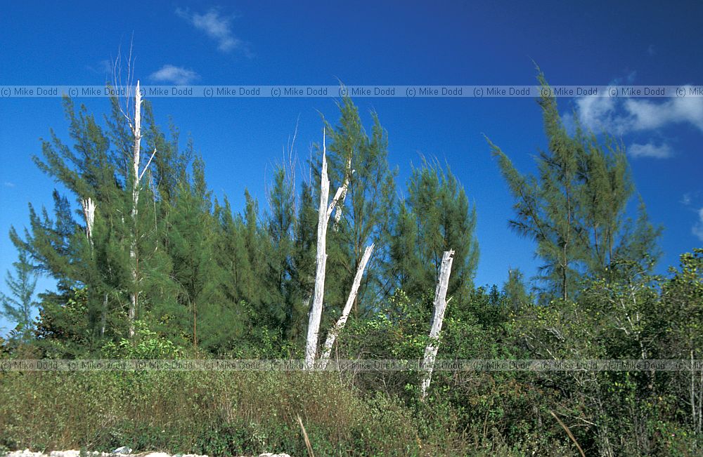 Casurina equisetifolia invading everglades Florida