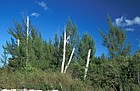 Casurina equisetifolia invading everglades Florida